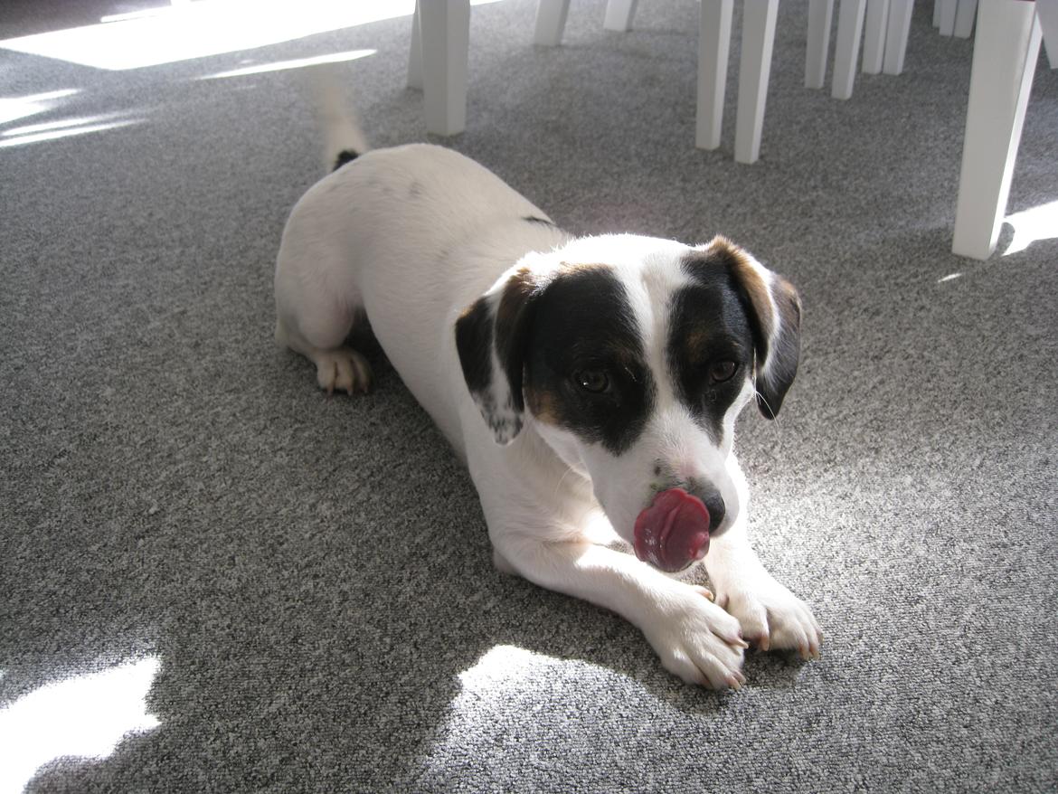 Blanding af racer Niller billede 6