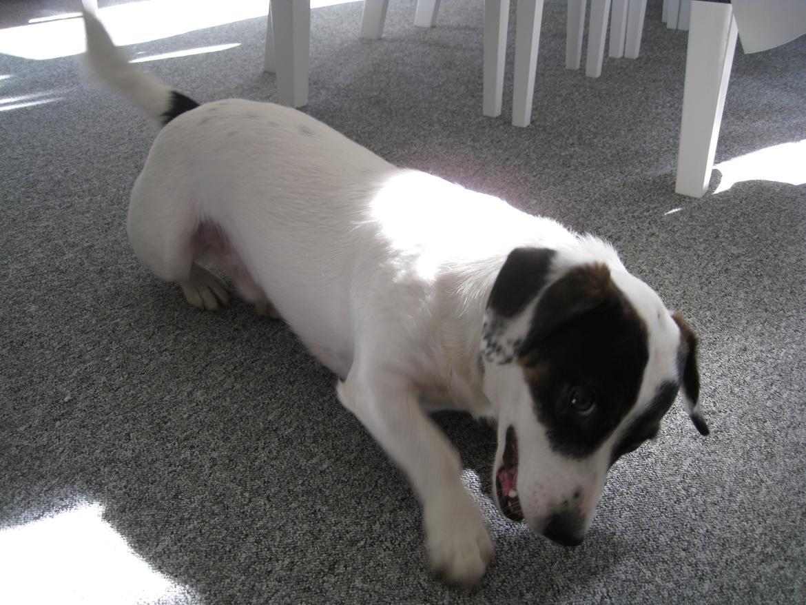 Blanding af racer Niller billede 7