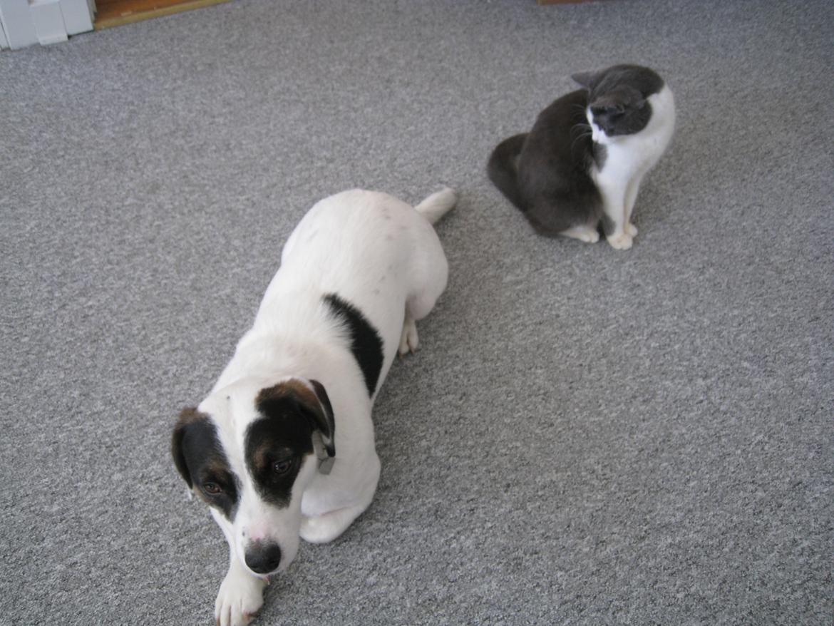 Blanding af racer Niller - Aloe vil gerne lege med Nillers hale.. billede 8