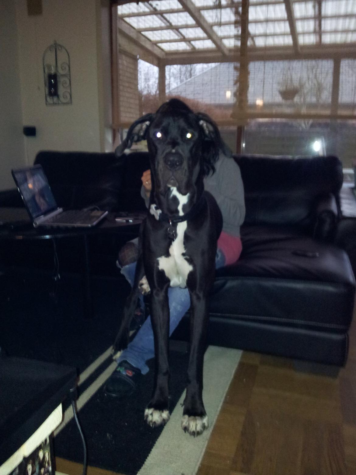 Grand danois Wilma billede 1