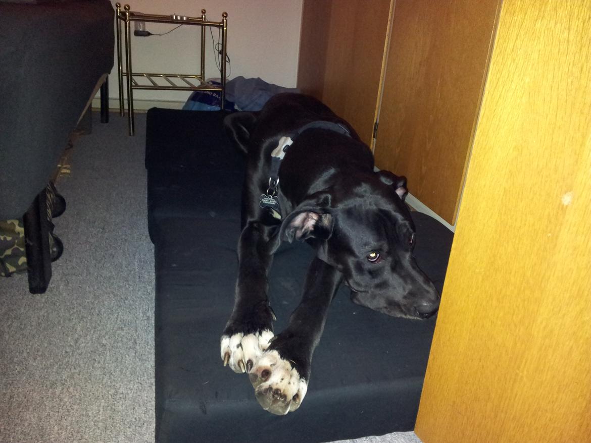 Grand danois Wilma billede 2