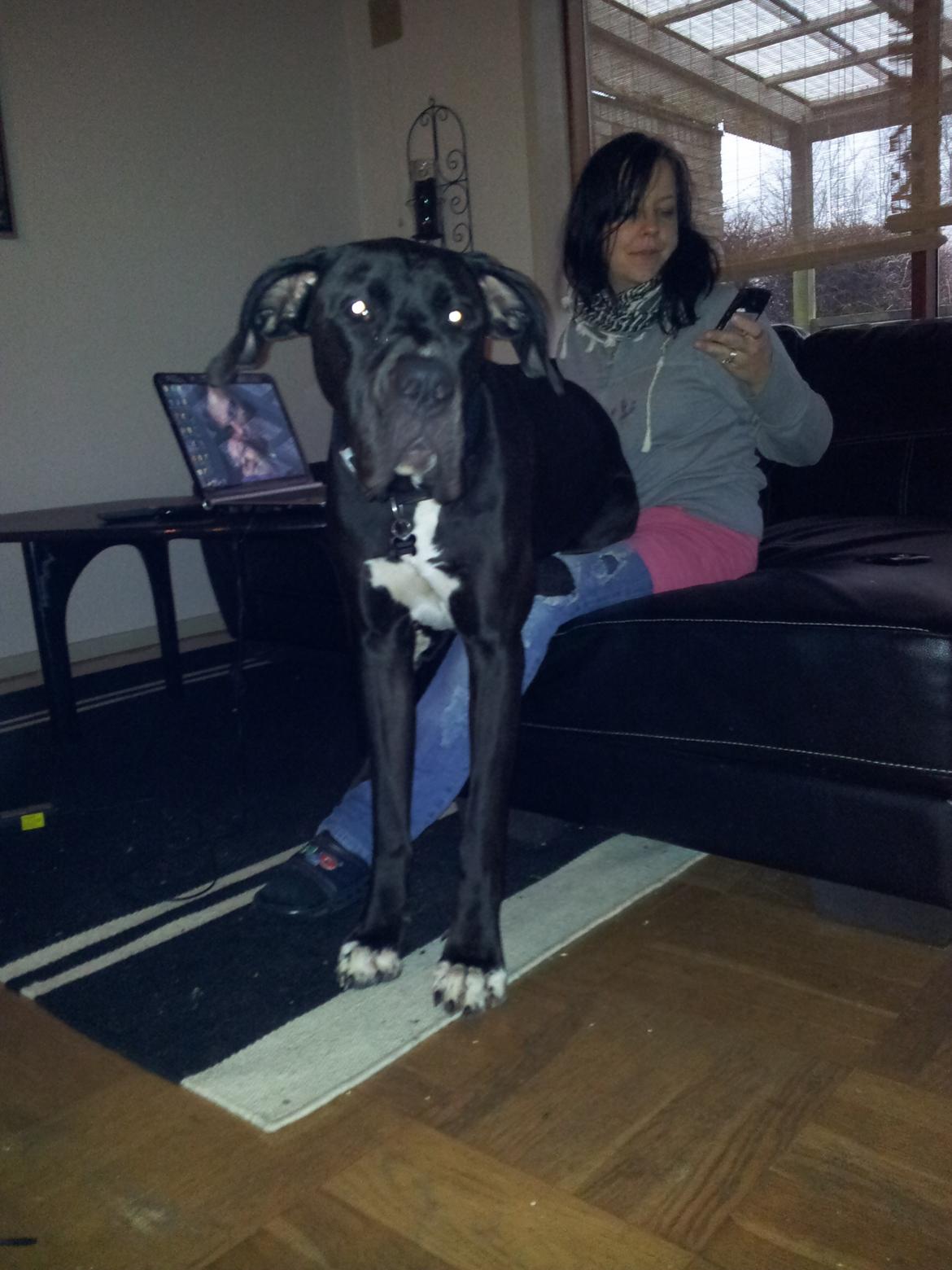 Grand danois Wilma billede 3