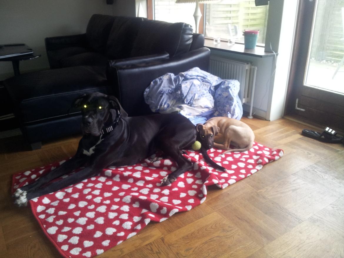 Grand danois Wilma billede 4