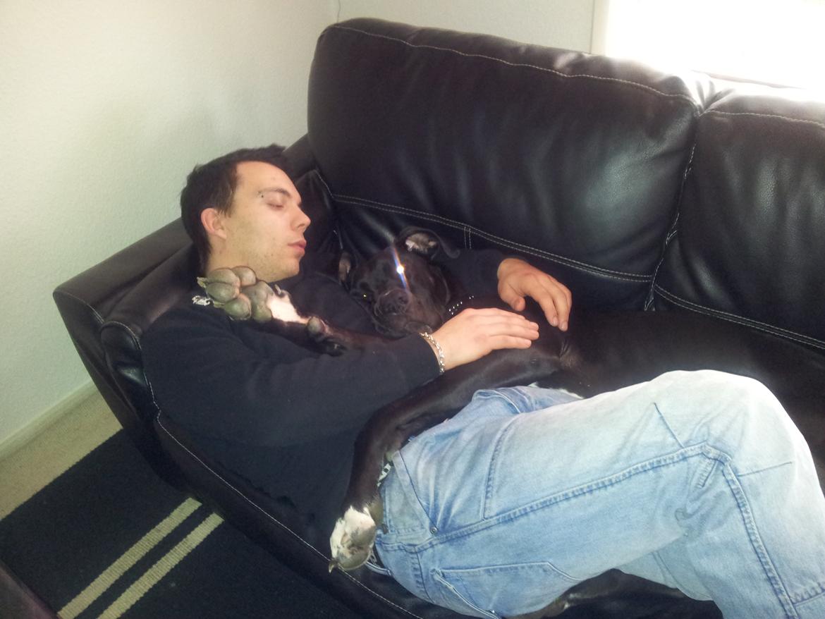 Grand danois Wilma billede 5