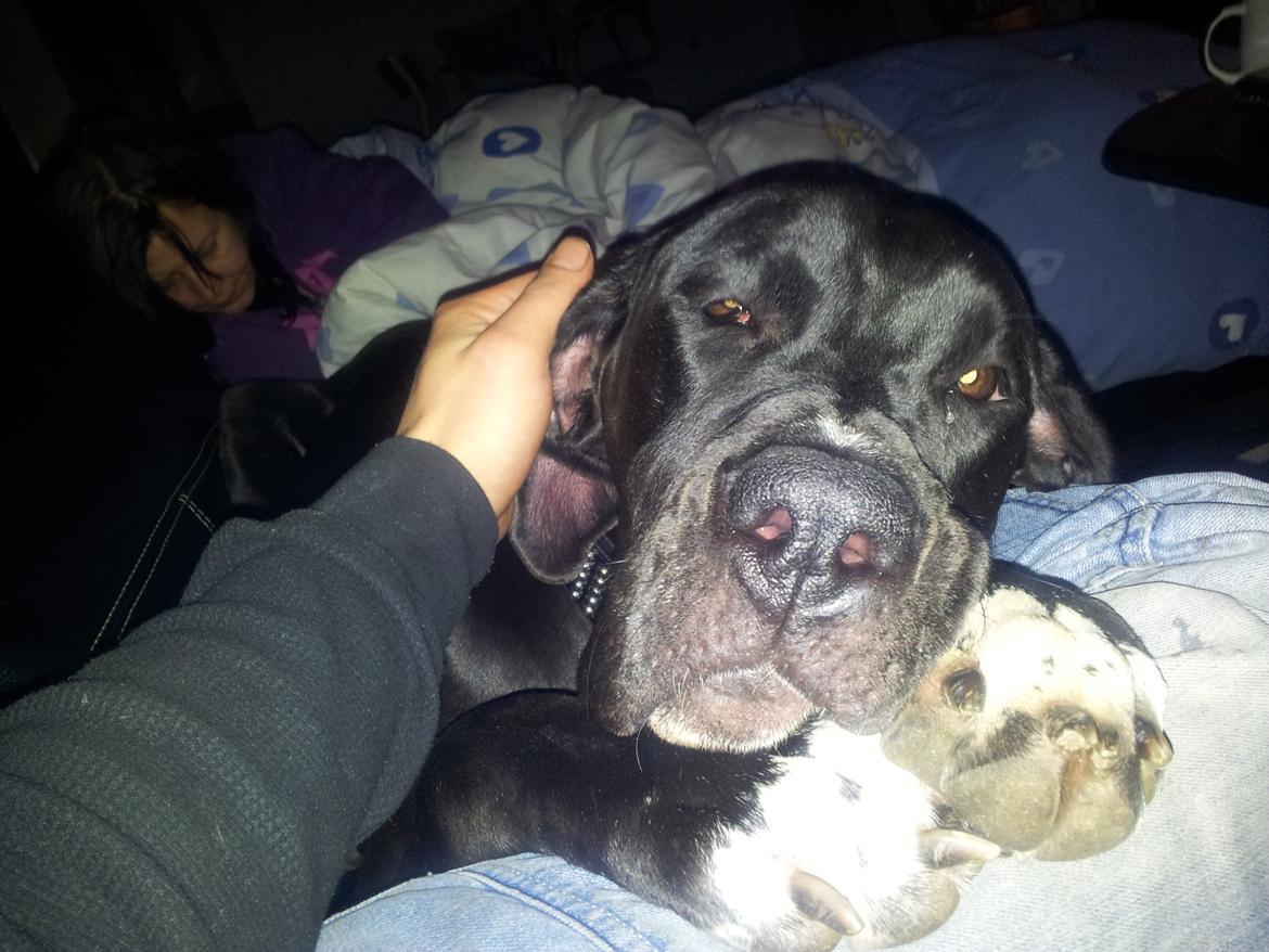 Grand danois Wilma billede 6