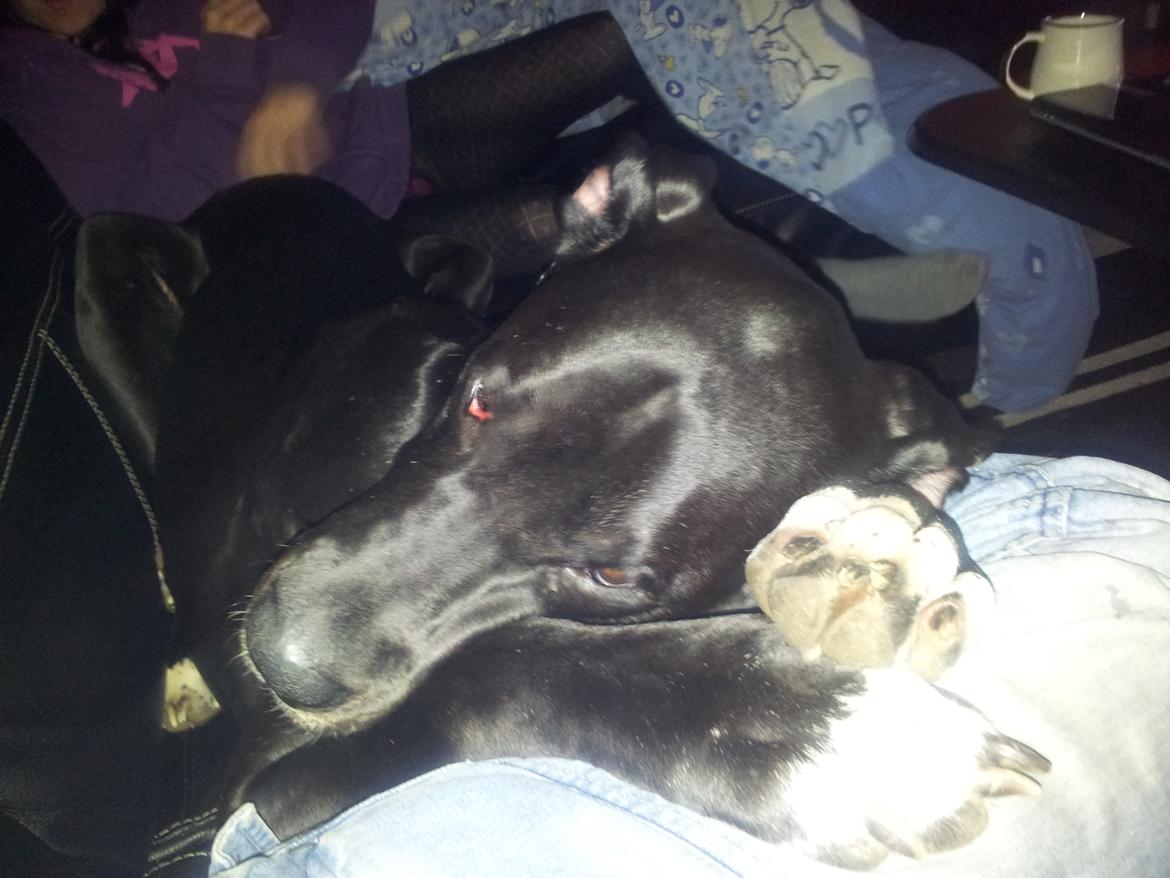 Grand danois Wilma billede 7