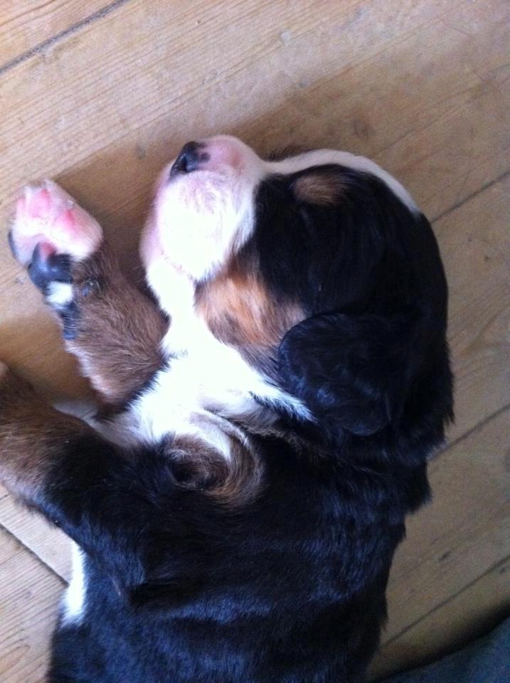 Berner sennenhund Cleo - Cleo 3 uger billede 5