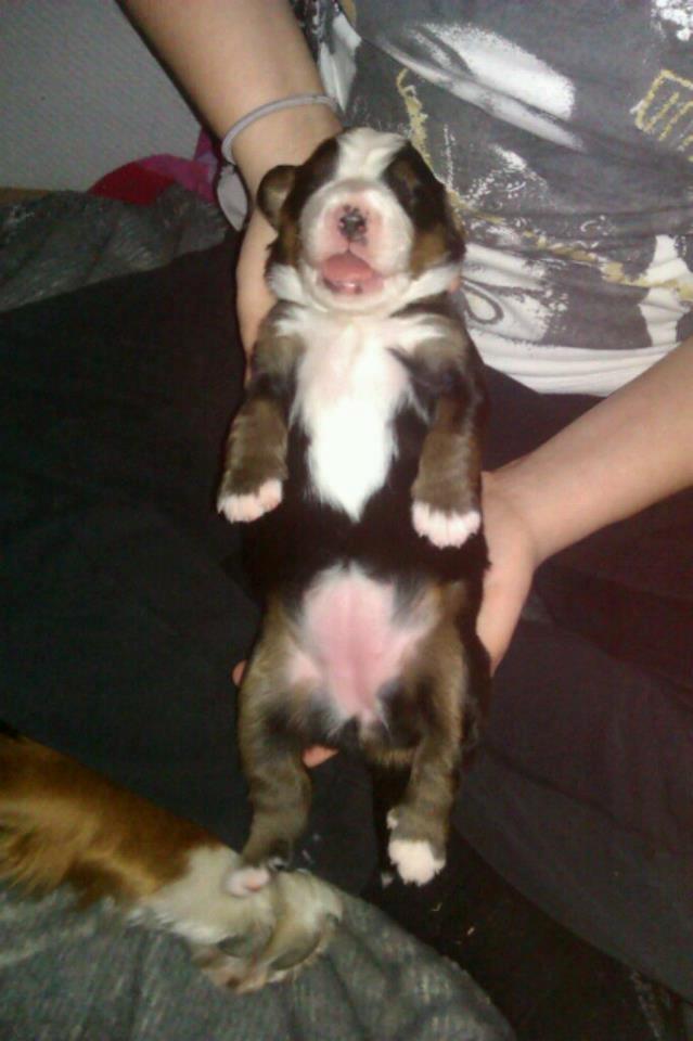 Berner sennenhund Cleo - Cleo 1,5 uge billede 4