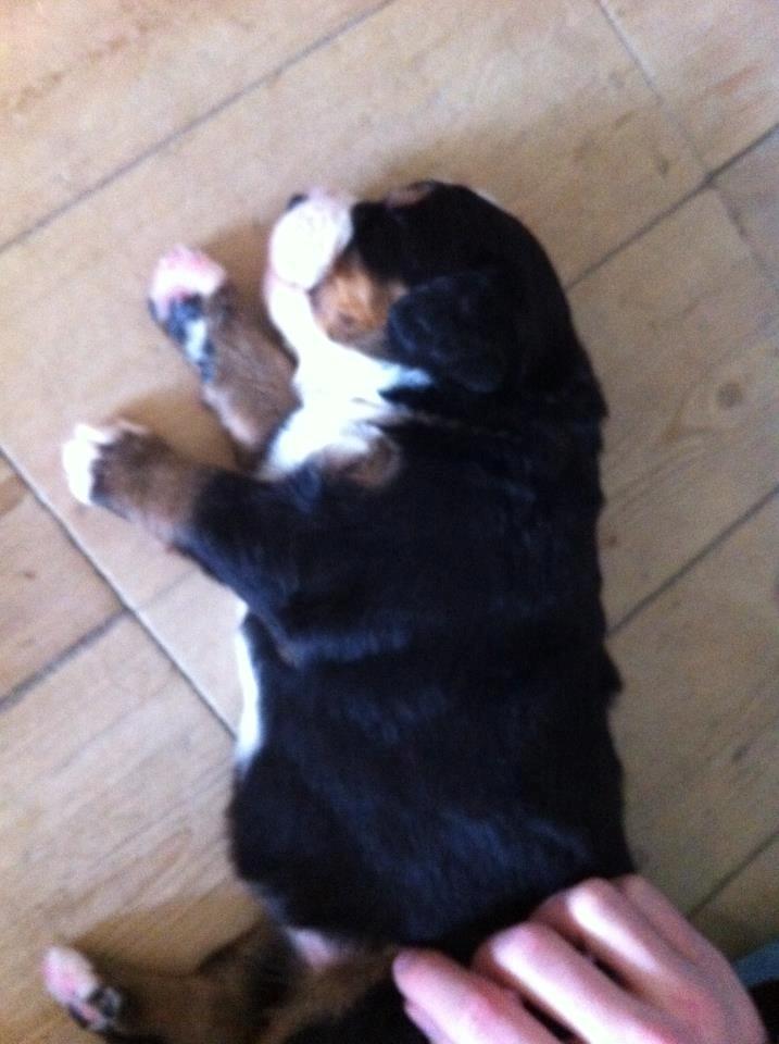 Berner sennenhund Cleo - Cleo 3 uger billede 6