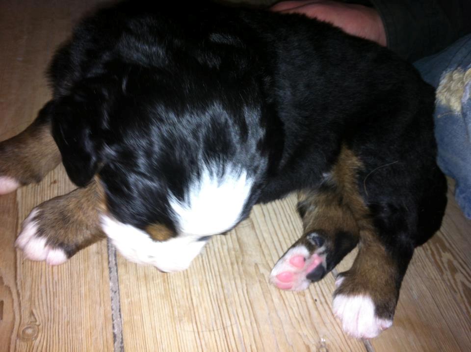 Berner sennenhund Cleo - Cleo 3 uger billede 7