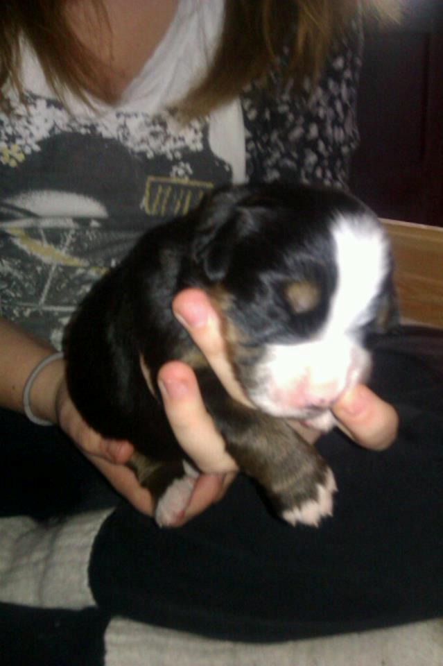 Berner sennenhund Cleo - Cleo 0,5 uge billede 3