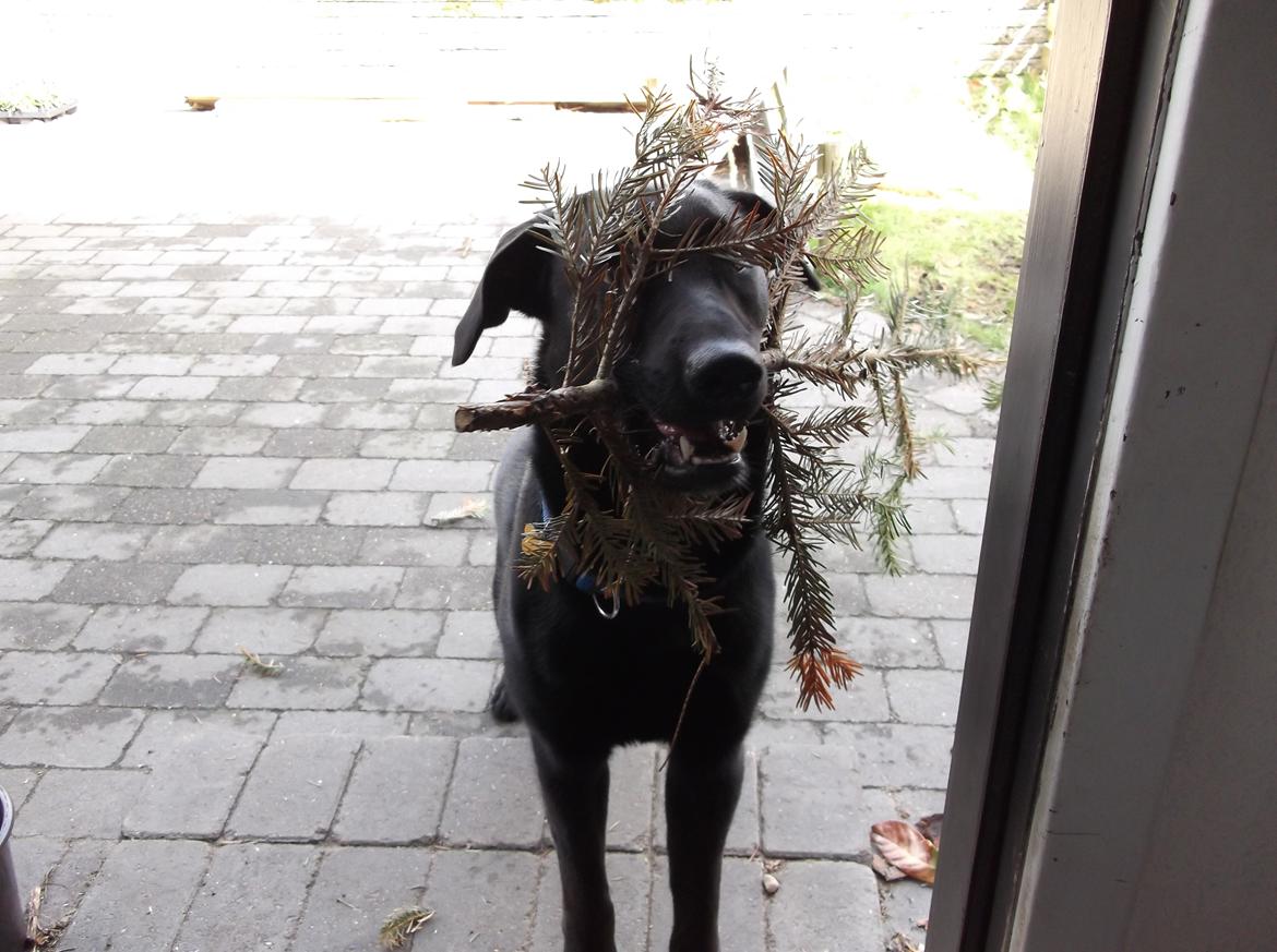 Blanding af racer Boss - Se hvad jeg har:D billede 8