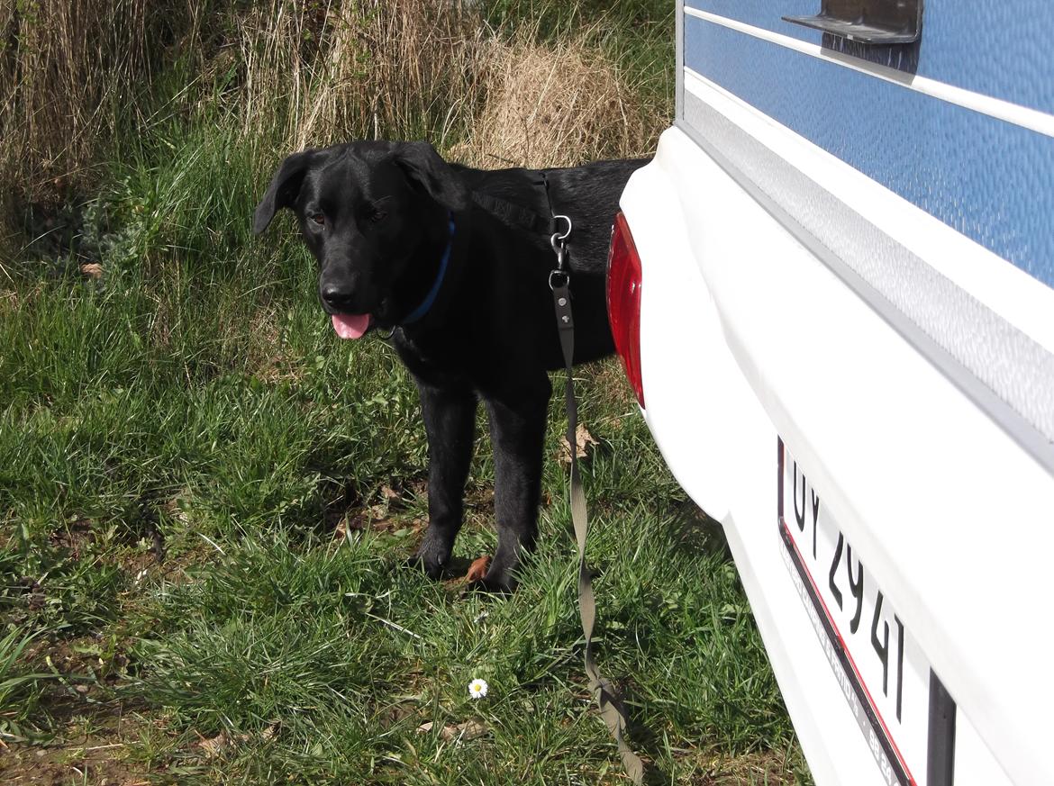 Blanding af racer Boss - Holder du nu øje med mig igen billede 9