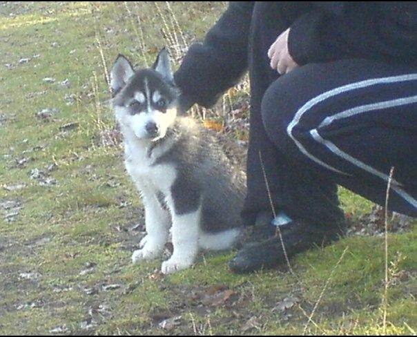 Siberian husky kato billede 2