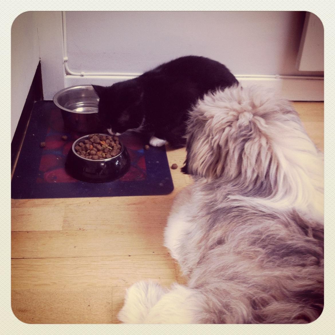 Shih tzu Topper - Katten er meget spændende :-)
- 11½ mrd billede 15