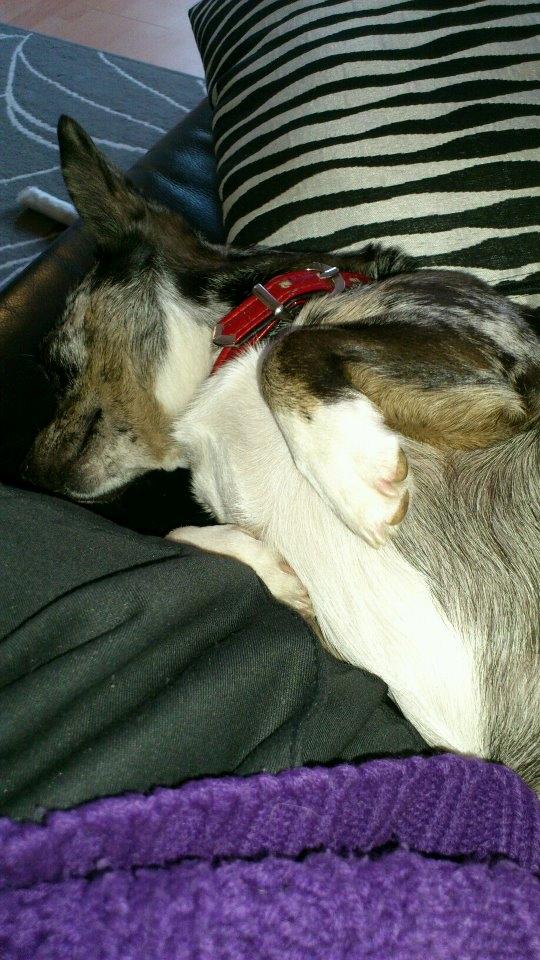 Blanding af racer Dina  (Himmelhund) - Det er hårdt sådan at være tvunget til at være stald-hund en hel dag ;) billede 13