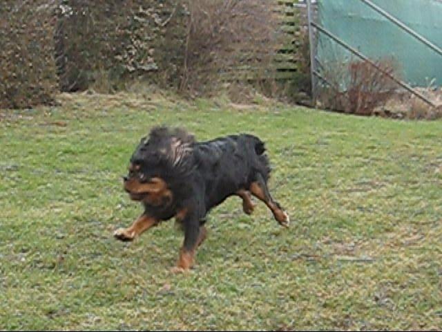 Cavalier king charles spaniel Cquita (Kita) <3 billede 3