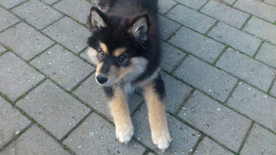 Finsk lapphund Magni  - Ren uskyldighed....? billede 3