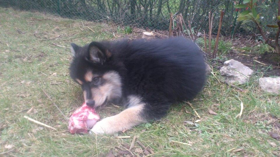 Finsk lapphund Magni  billede 5