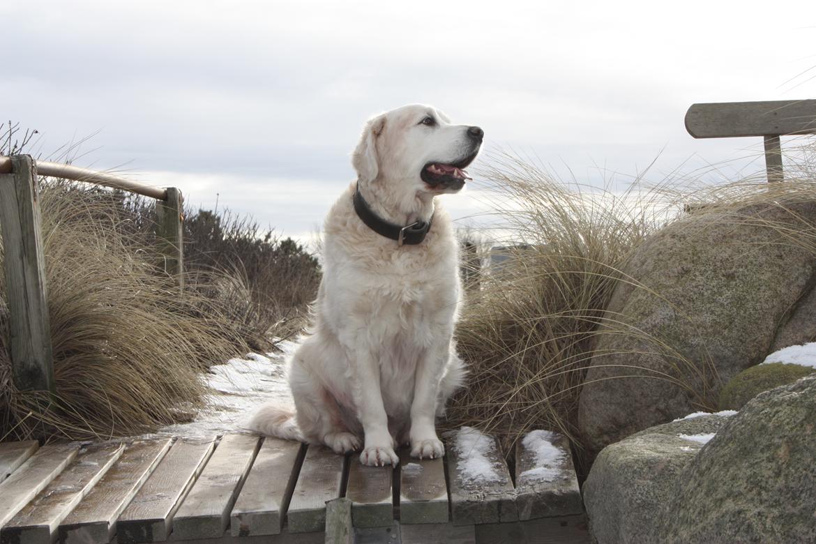 Golden retriever Charlie billede 1