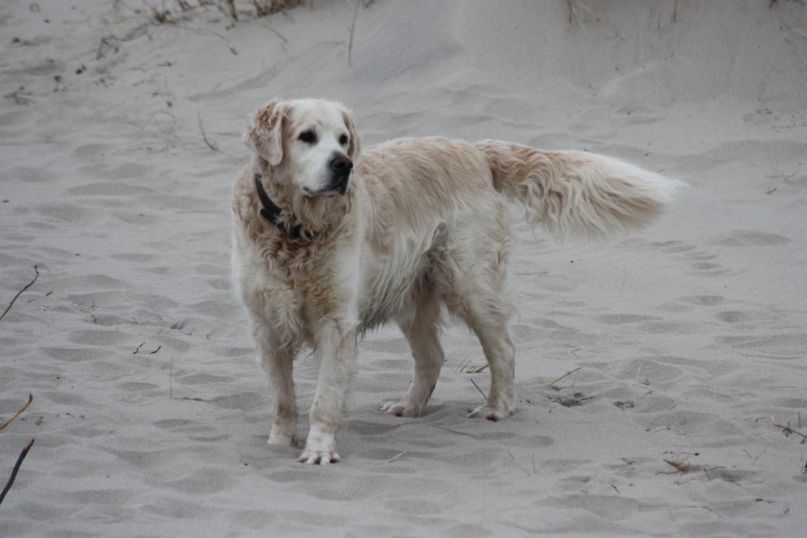 Golden retriever Charlie billede 18