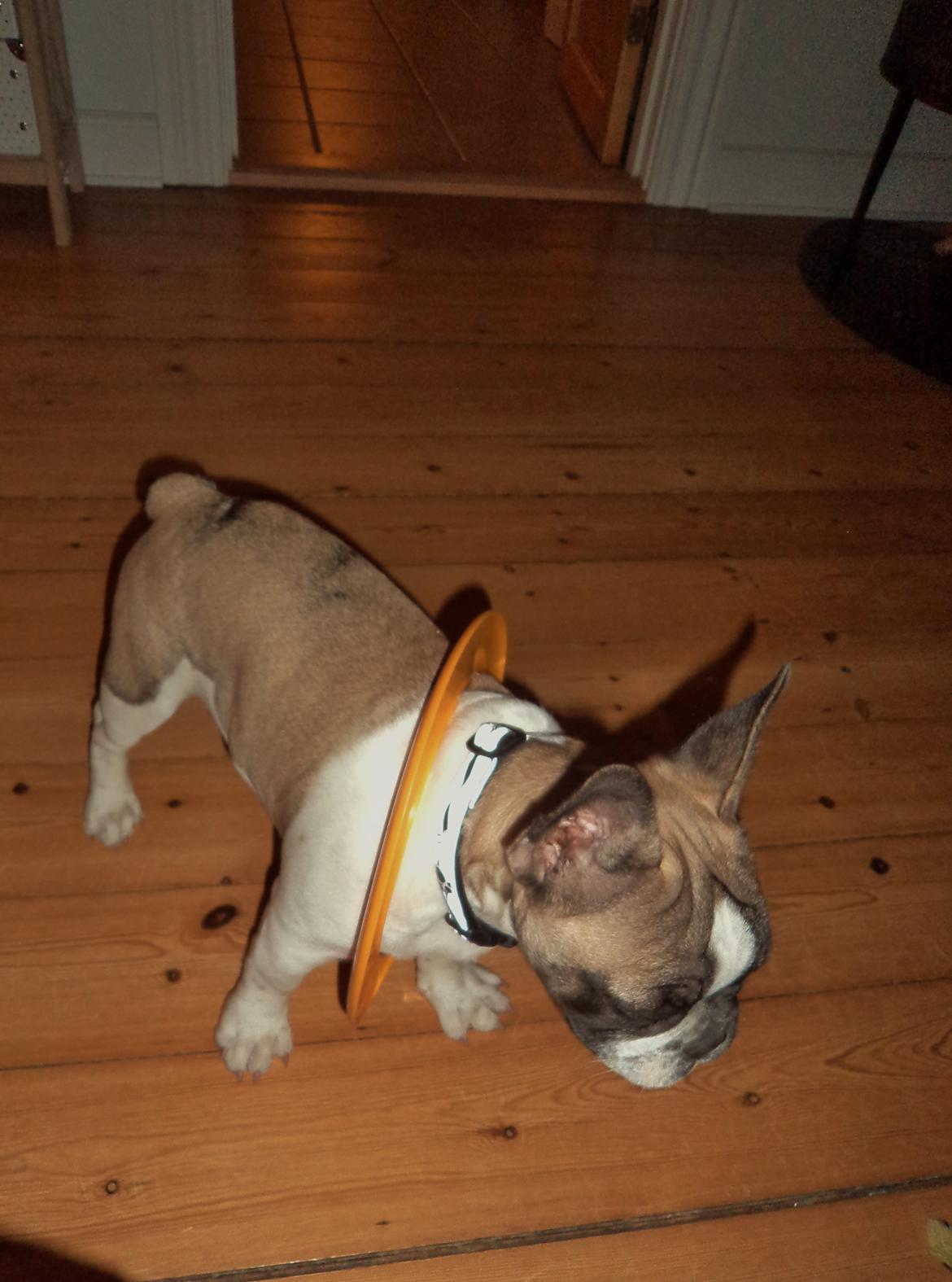 Fransk bulldog Viktor - Forstår ikke, hvorfor min mor griner, når jeg bringer hende mit nye legetøj sådan her ? billede 11