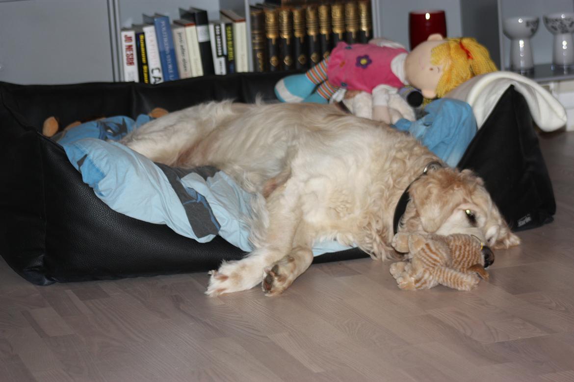 Golden retriever Charlie billede 19