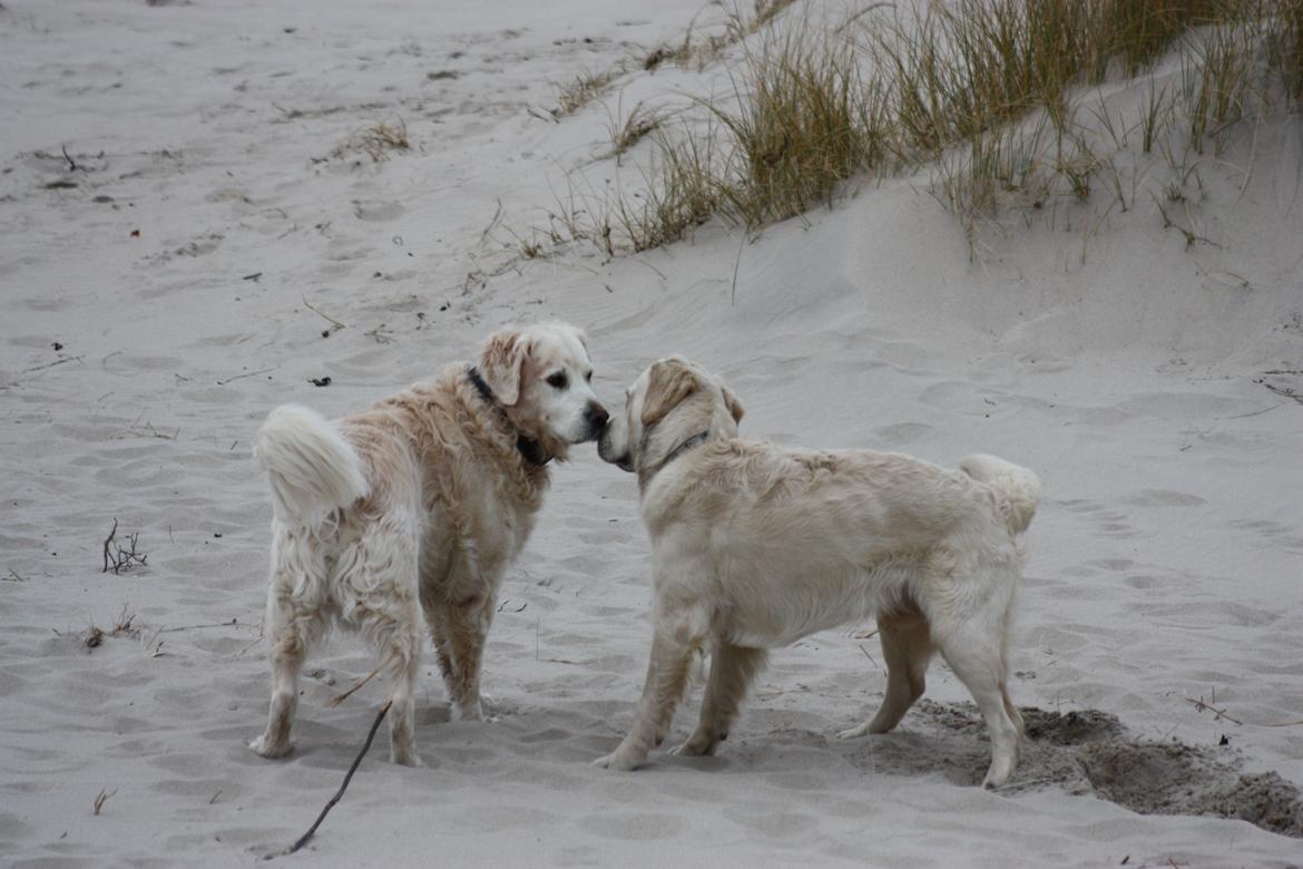 Golden retriever Charlie billede 20