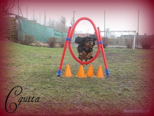 Cavalier king charles spaniel Cquita (Kita) <3 billede 4