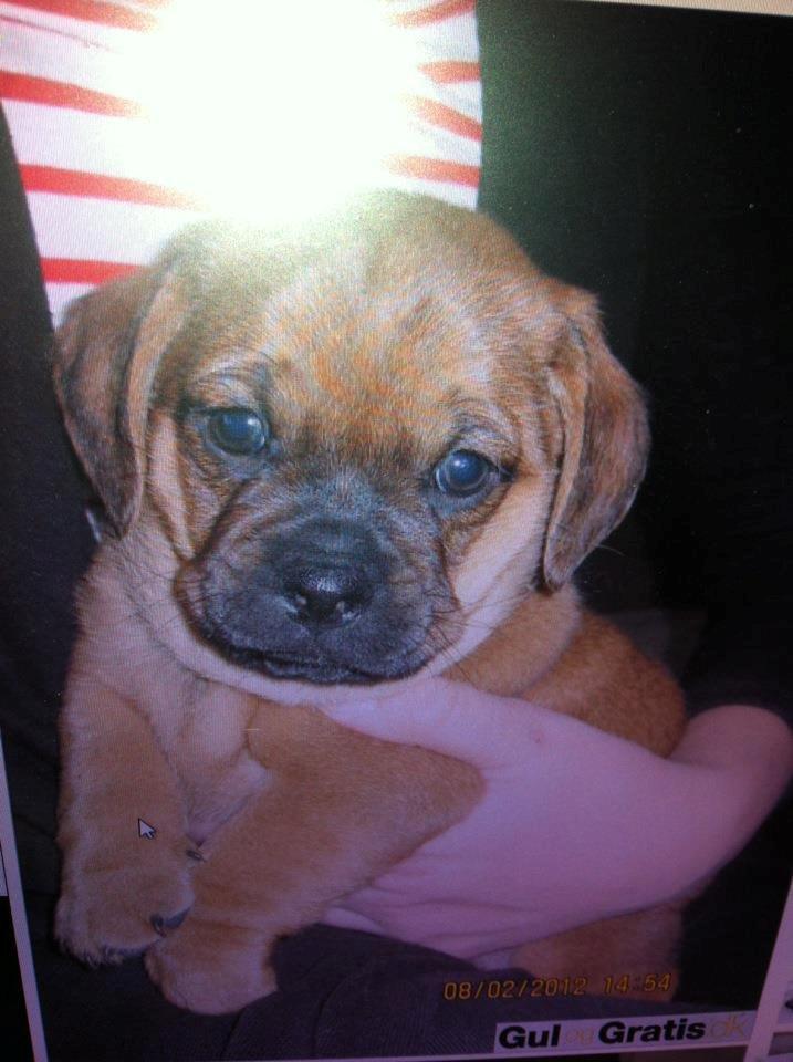 Blanding af racer Trille - er jeg ikke bare dejlige :)
 billede 1