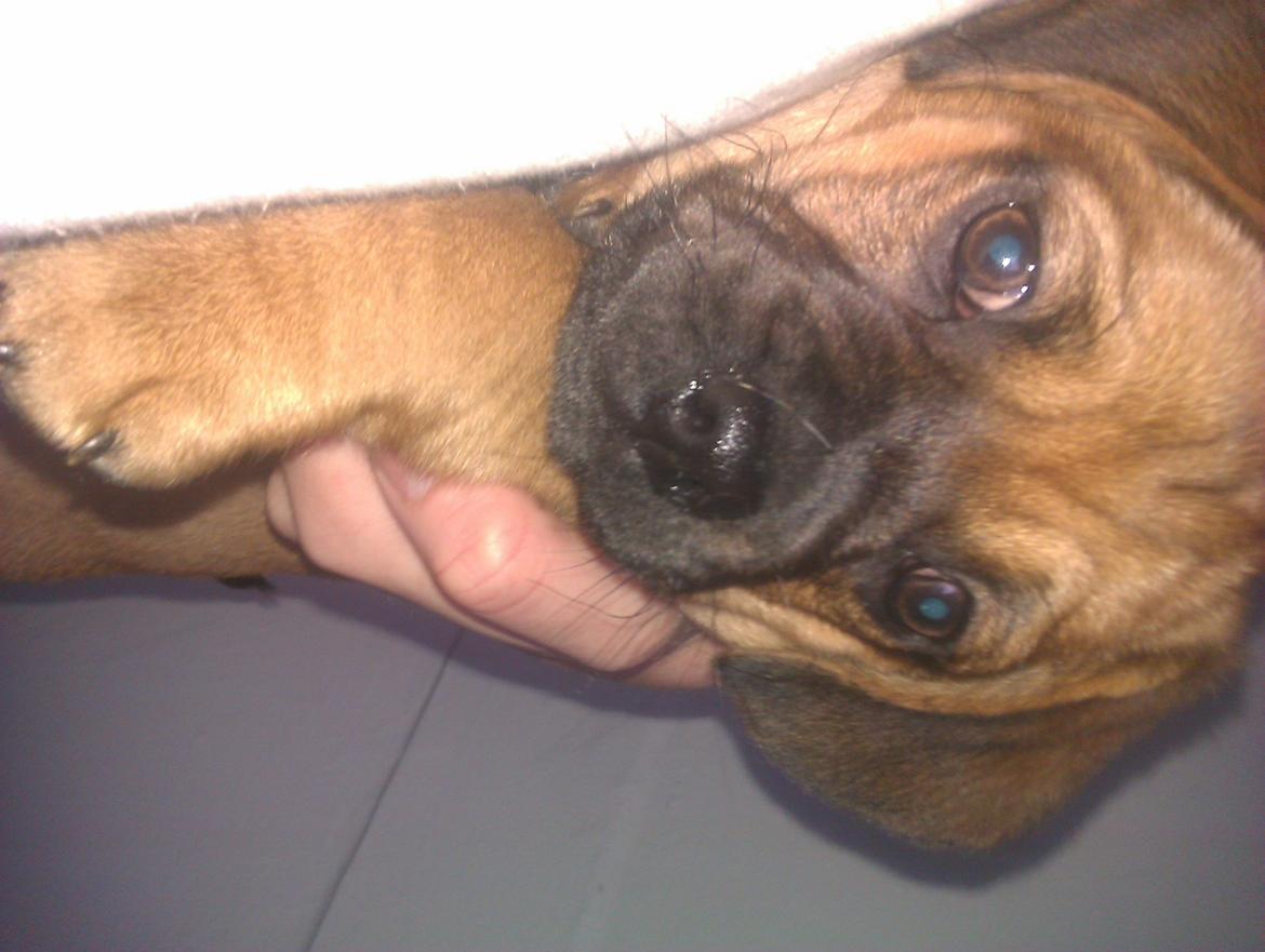 Blanding af racer Trille billede 2