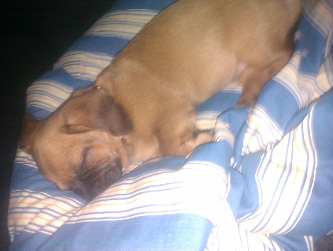 Blanding af racer Trille billede 3