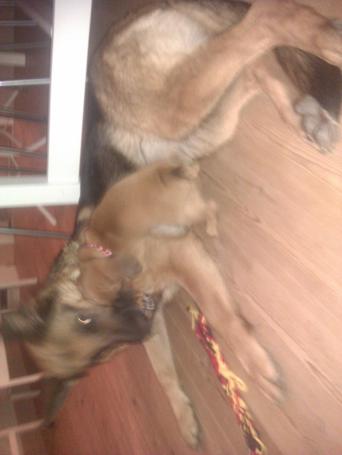 Blanding af racer Trille billede 4