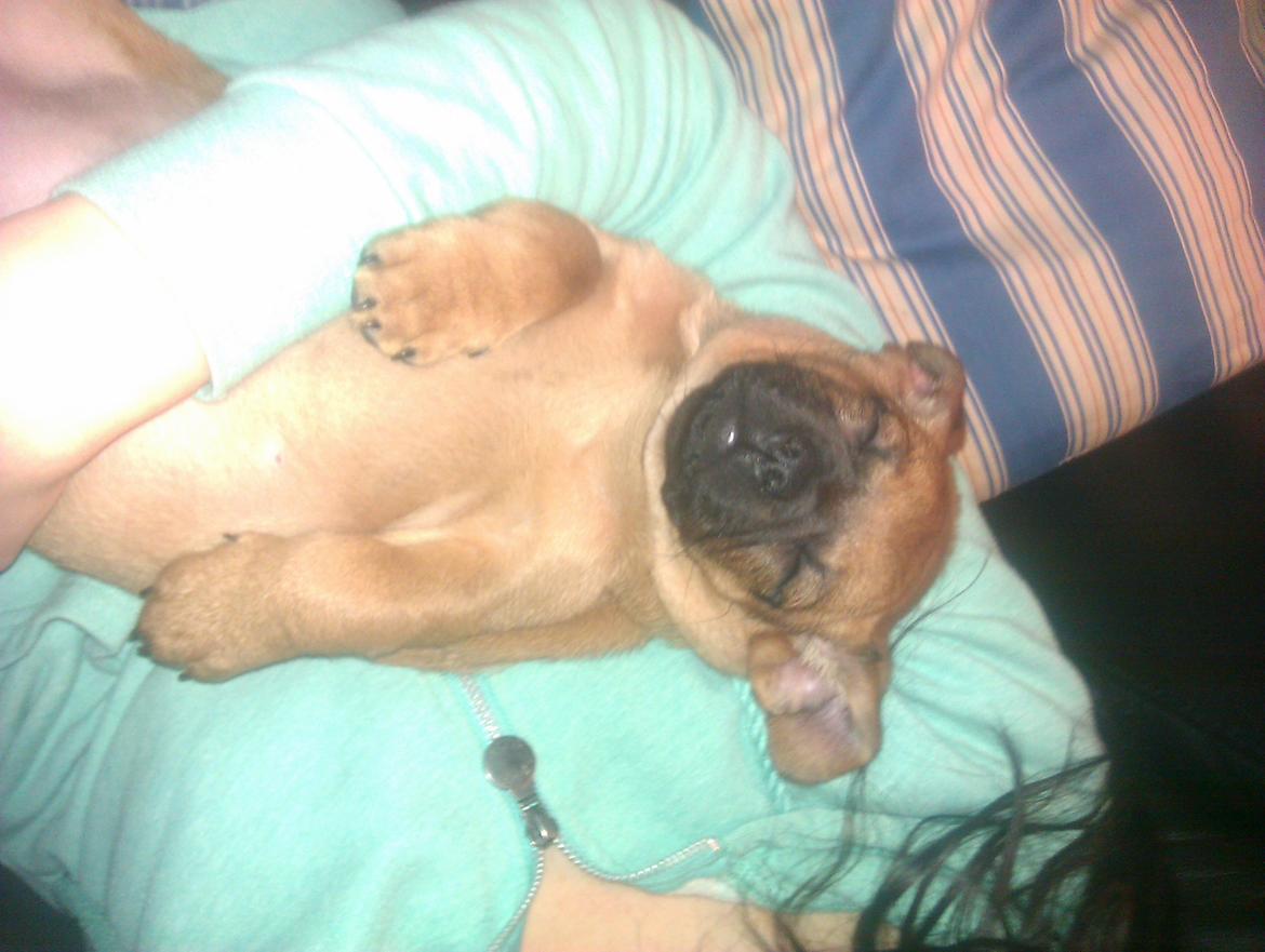 Blanding af racer Trille billede 5