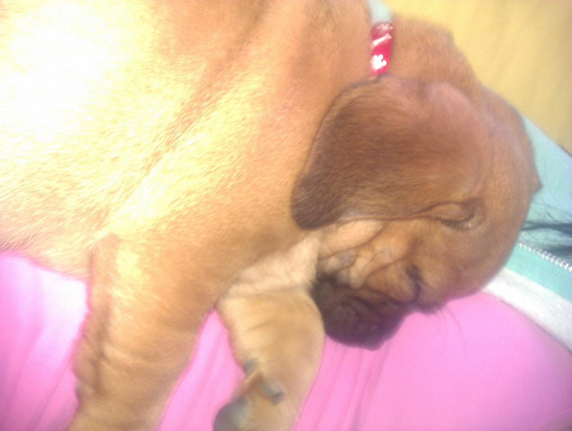 Blanding af racer Trille billede 6