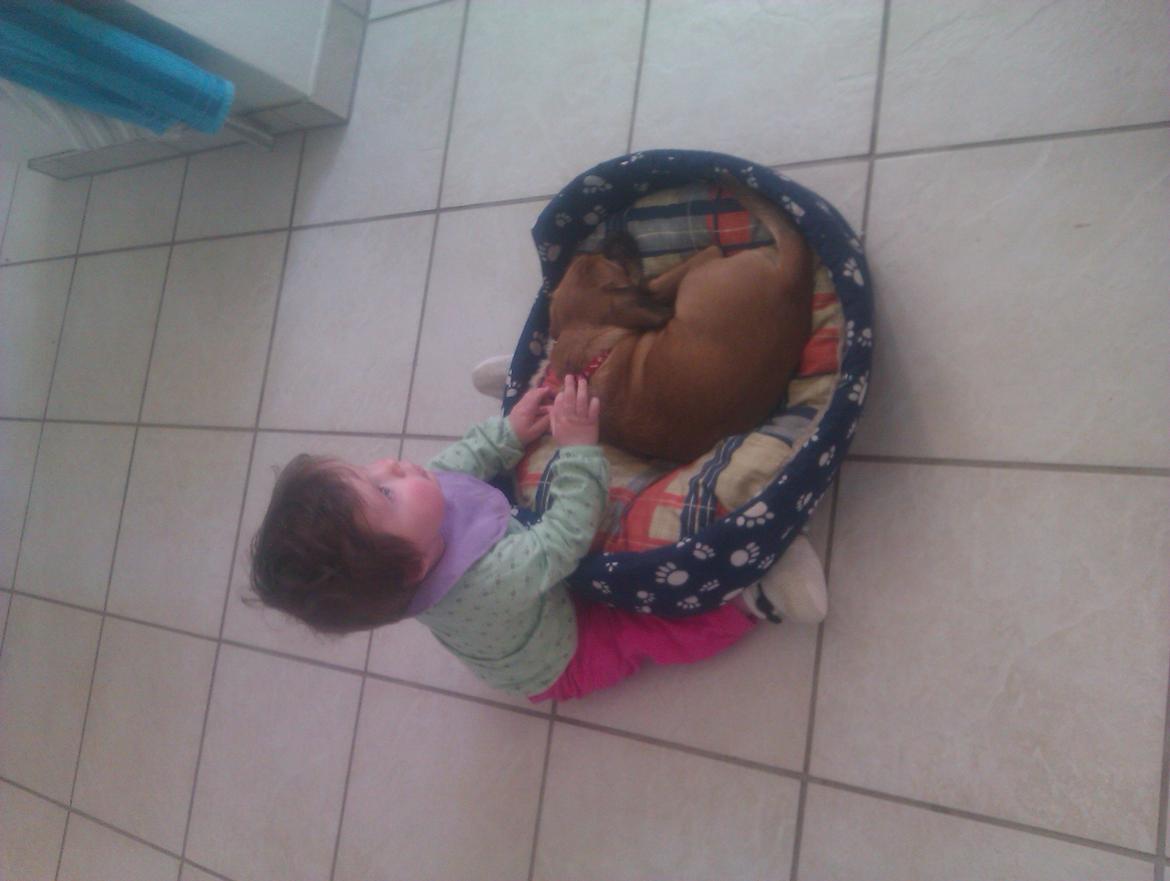 Blanding af racer Trille billede 7