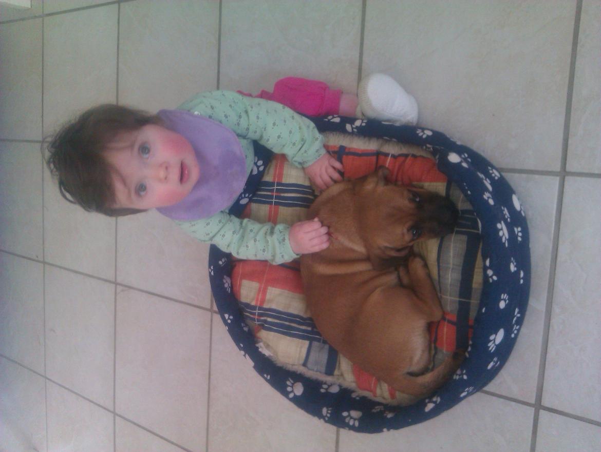 Blanding af racer Trille billede 8