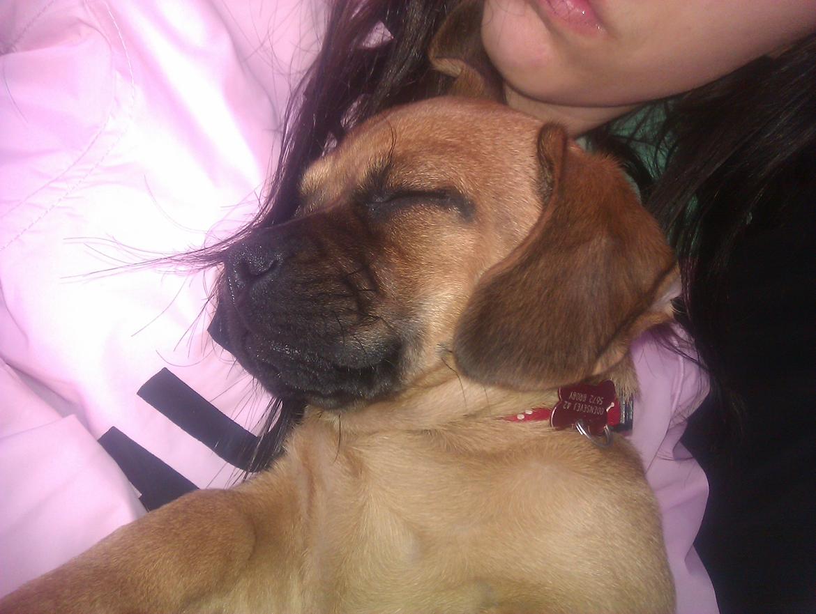 Blanding af racer Trille billede 9