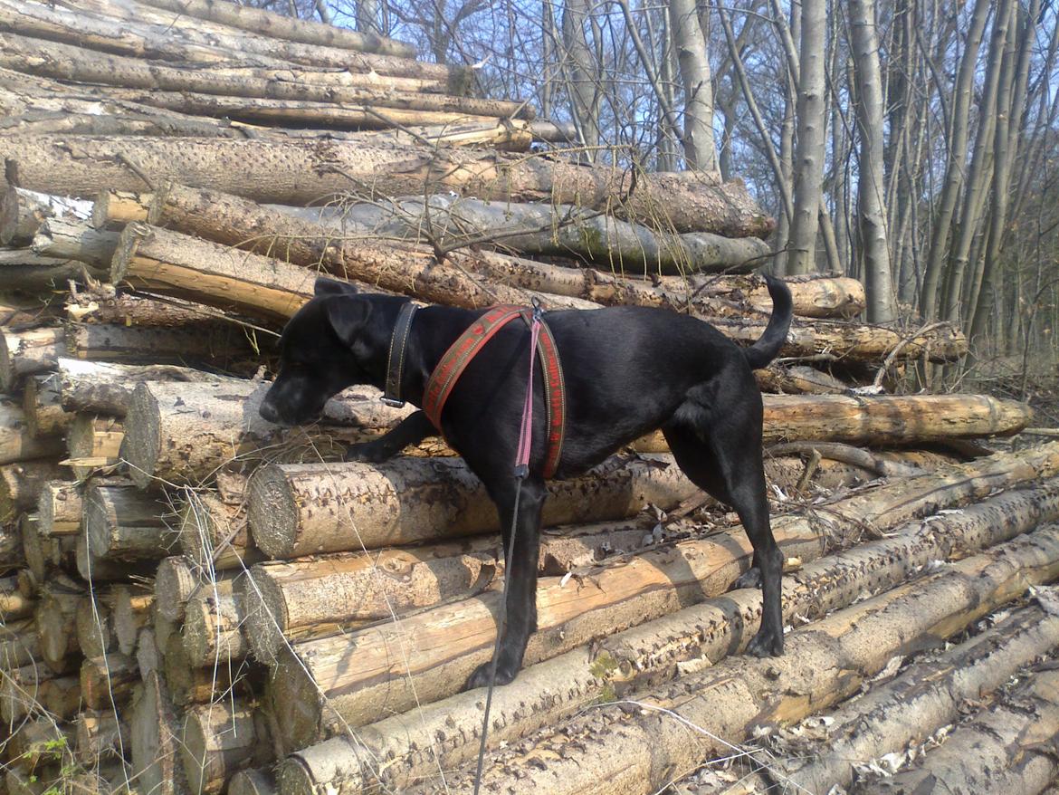 Blanding af racer Labrador/Samojede; Gia billede 17