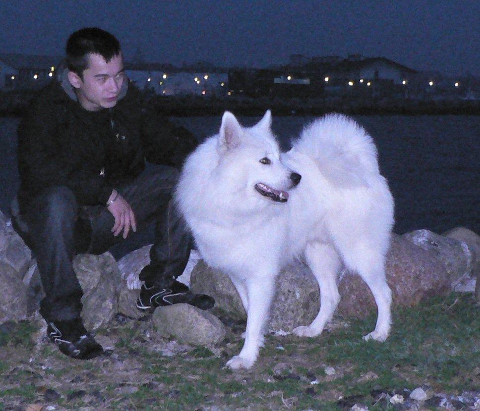 Samojedhund Luckas billede 1