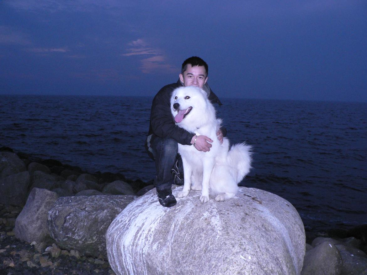 Samojedhund Luckas billede 2