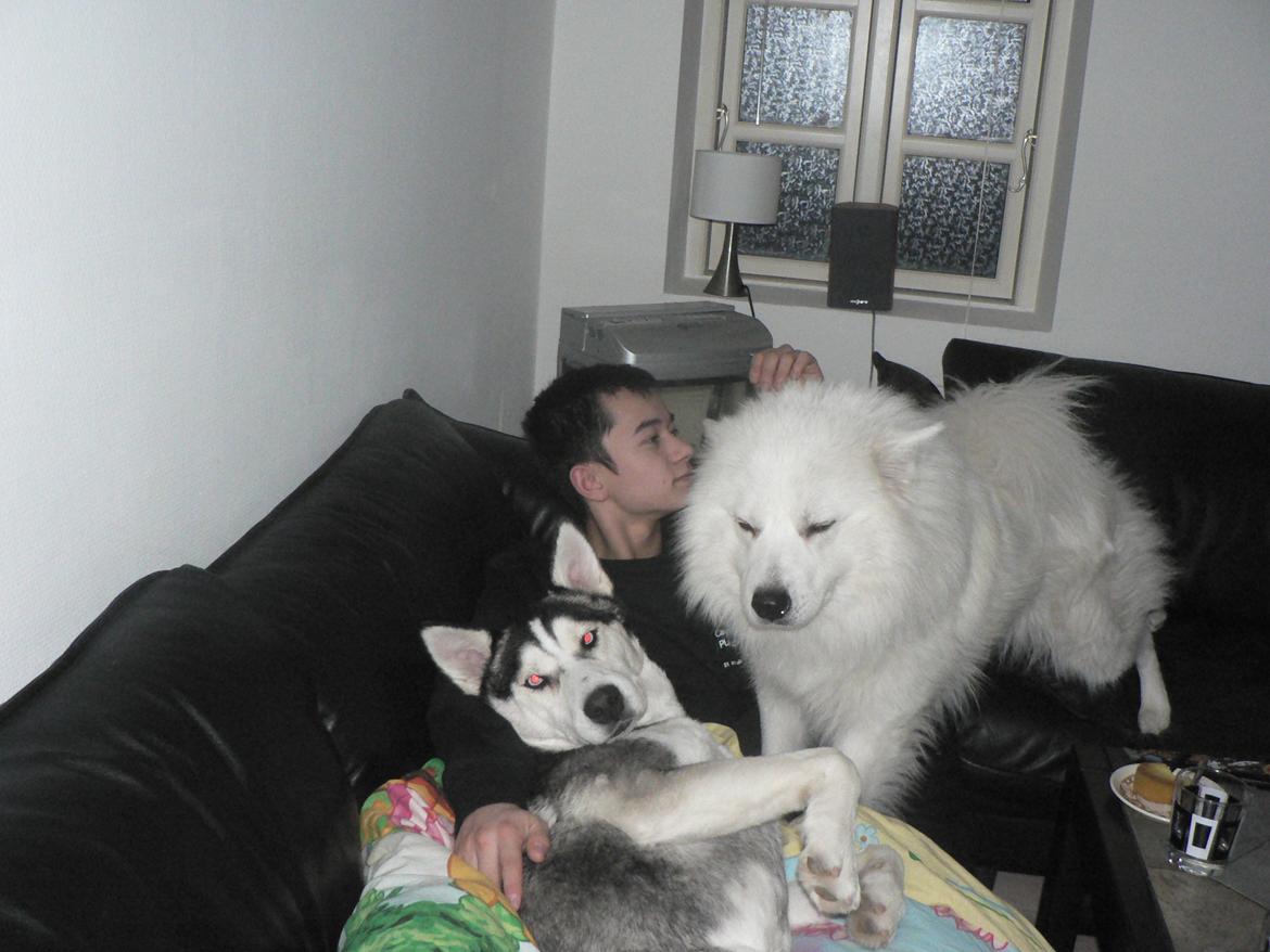 Samojedhund Luckas billede 3