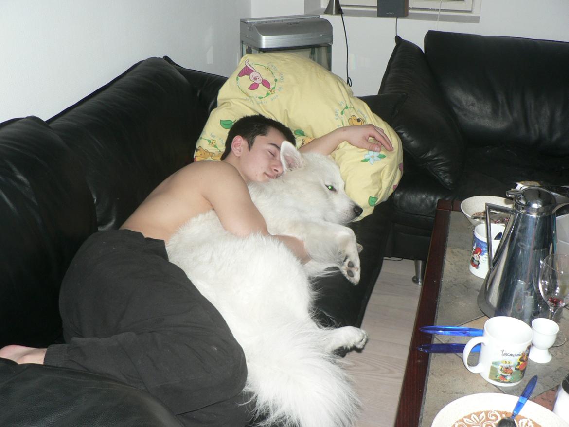 Samojedhund Luckas billede 4