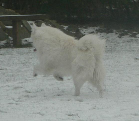 Samojedhund Luckas billede 5