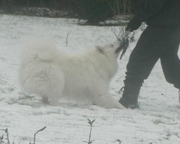 Samojedhund Luckas billede 6