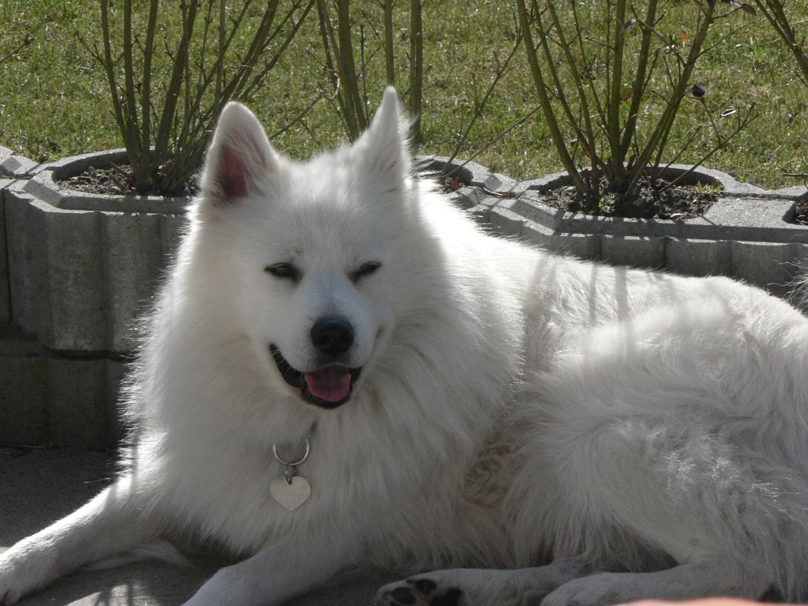 Samojedhund Luckas billede 7