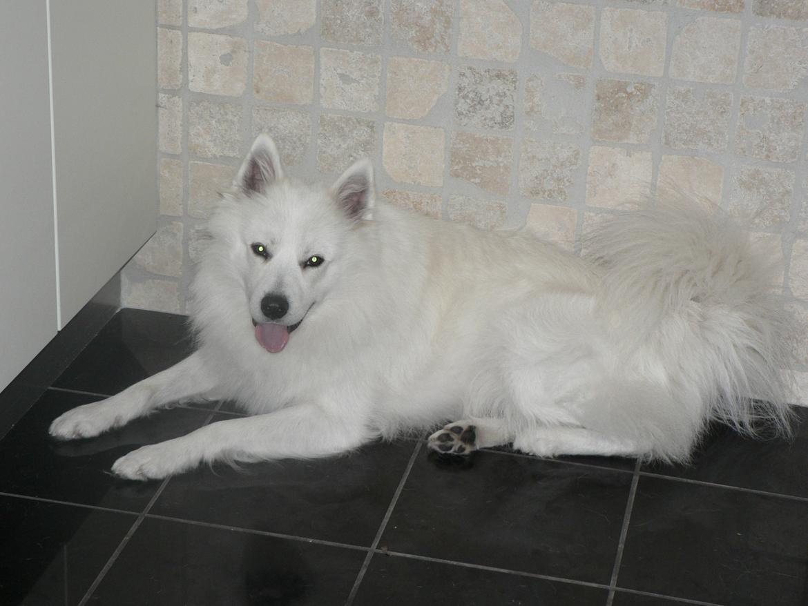 Samojedhund Luckas billede 8