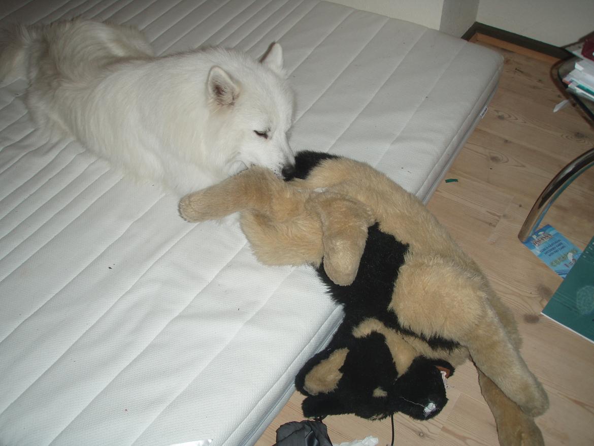 Samojedhund Luckas billede 9