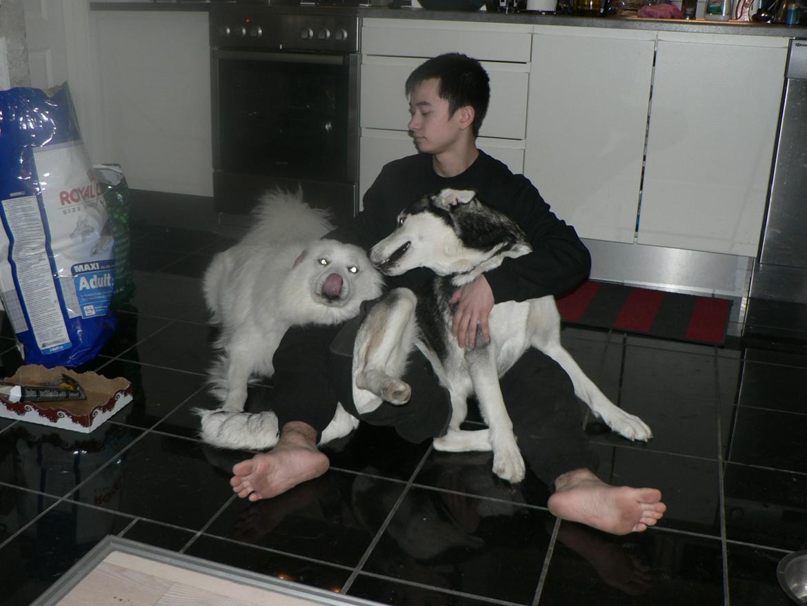 Samojedhund Luckas billede 10