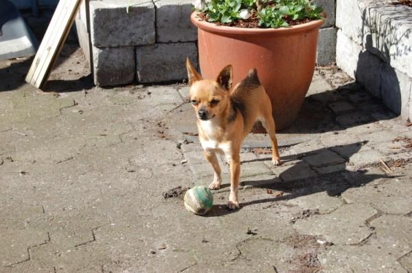 Chihuahua Cato billede 19